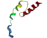 Carbohydrate Response Element Binding Protein (CHREBP)