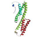 MORC Family CW-Type Zinc Finger Protein 4 (MORC4)