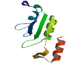 Mitochondrial Transcription Termination Factor 2 (MTERF2)