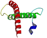 MYC Associated Factor X (MAX)