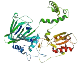 MYC Induced Nuclear Antigen (MINA)