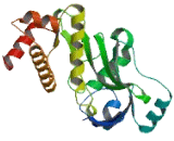 MYST Histone Acetyltransferase 4 (MYST4)