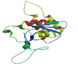 Mab21 Domain Containing Protein 2 (MB21D2)