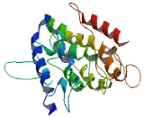 Mab21 Like Protein 2 (MAB21L2)