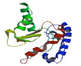 Mab21 Like Protein 3 (MAB21L3)