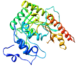 Macro Creatine Kinase (MCK)