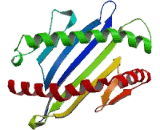 Major Histocompatibility Complex Class I A (MHCA)