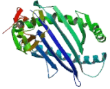 Major Histocompatibility Complex Class I F (MHCF)