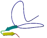 Major Histocompatibility Complex Class I Related Gene Protein (MR1)