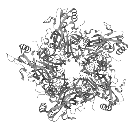 Major capsid protein L1, HPV33 (HPV33 L1)