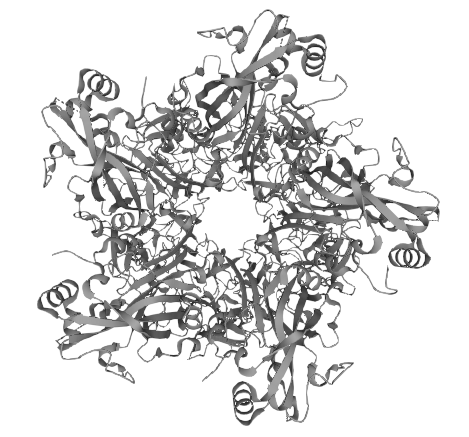 Major capsid protein L1, HPV52 (HPV52 L1)