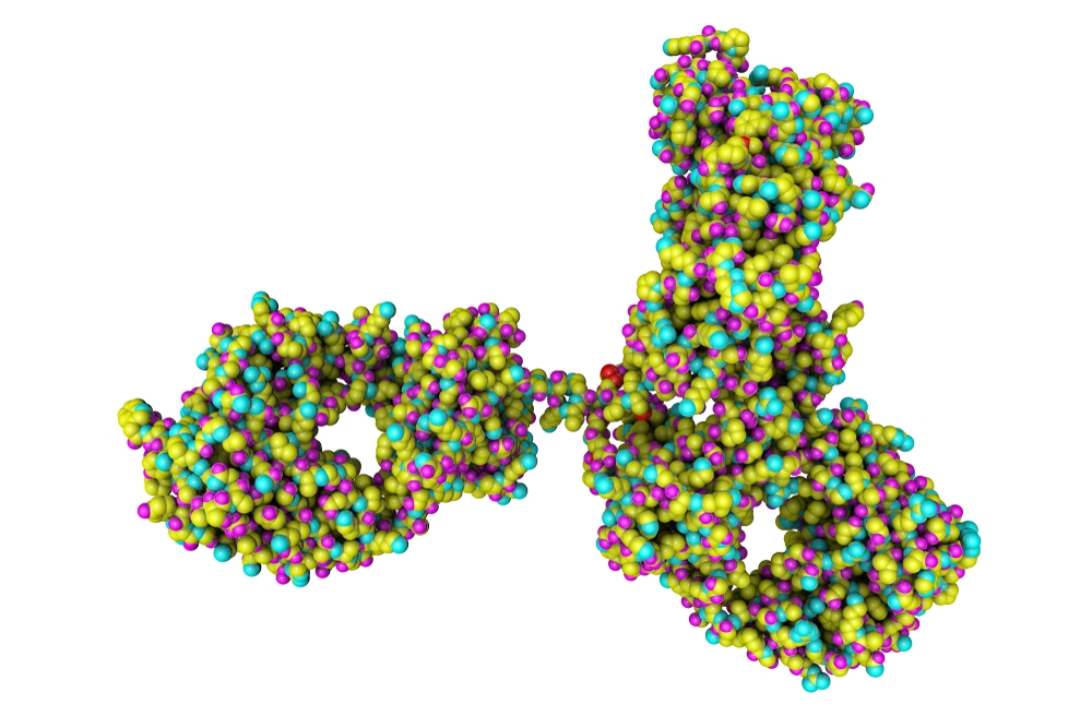 Major surface antigen p30, Toxoplasma gondii (P30)