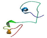 Makorin Ring Finger Protein 2 (MKRN2)