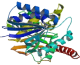 Malate Dehydrogenase 1 (MDH1)