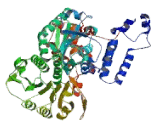 Malic Enzyme 1, NADP+ Dependent, Cytosolic (ME1)