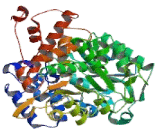 Malic Enzyme 3, NADP+ Dependent, Mitochondrial (ME3)