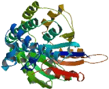 Malonyl Coenzyme A Acyl Carrier Protein Transacylase, Mitochondrial (MCAT)