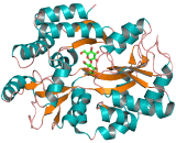 Maltose Binding Protein (MBP)