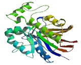 Manganese Dependent ADP Ribose/CDP Alcohol Diphosphatase (ADPRM)