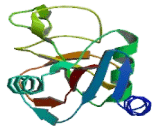 Mannose Binding Lectin (MBL)