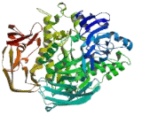 Mannosidase Beta A, Lysosomal (MANbA)