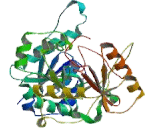 Mannosyl Alpha-1,3-Glycoprotein Beta-1,2-N-Acetylglucosaminyltransferase (MGAT1)