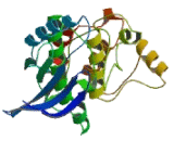 Maternal Embryonic Leucine Zipper Kinase (MELK)