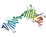 Matrix Extracellular Phosphoglycoprotein (MEPE)