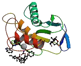 Matrix Metalloproteinase 11 (MMP11)