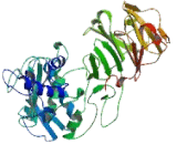 Matrix Metalloproteinase 14 (MMP14)