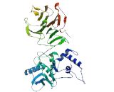 Matrix Metalloproteinase 1b (MMP1b)