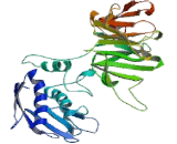 Matrix Metalloproteinase 21 (MMP21)