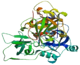 Mbt Domain Containing Protein 1 (MBTD1)