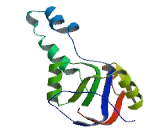 McKusick Kaufman Syndrome Protein (MKKS)