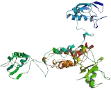 Mdm2 p53 Binding Protein Binding Protein (MTBP)