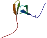 Mdm2 p53 Binding Protein Homolog (MDM2)