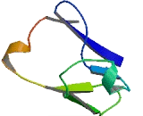 Meckel Syndrome Protein Type 1 (MKS1)