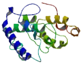 Mediator Complex Subunit 20 (MED20)