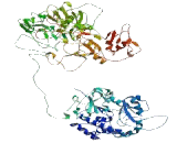 Mediator Complex Subunit 24 (MED24)