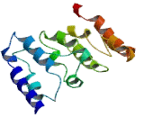 Mediator Complex Subunit 30 (MED30)