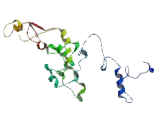 Mediator Complex Subunit 4 (MED4)