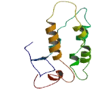 Megalencephalic Leukoencephalopathy With Subcortical Cysts 1 (MLC1)