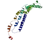 Meiosis Specific Nuclear Structural 1 (MNS1)