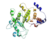 Melanocyte Related Gene (MYG)