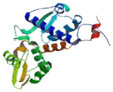 Melanoma Antigen Family A12 (MAGEA12)