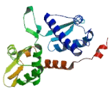 Melanoma Antigen Family A2 (MAGEA2)