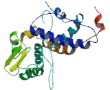 Melanoma Antigen Family A3 (MAGEA3)