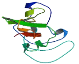 Melanoma Antigen Family A5 (MAGEA5)