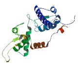 Melanoma Antigen Family A8 (MAGEA8)