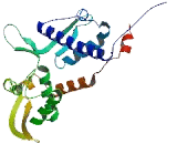 Melanoma Antigen Family A9 (MAGEA9)